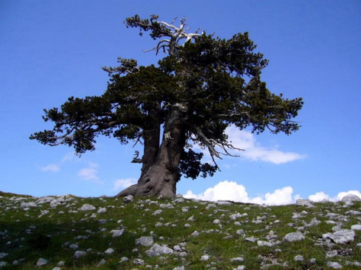 B&B Sole Del Pollino Rotonda Buitenkant foto